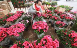 河南鲜花,绽放中原的美丽画卷