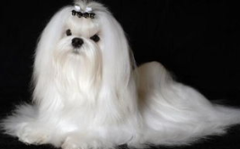 玛尔济斯犬,欧洲古老犬种，优雅与忠诚的完美结合